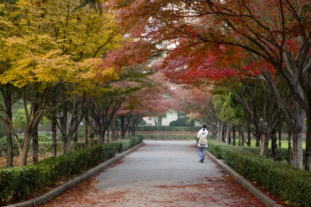 西苑校区枫叶路